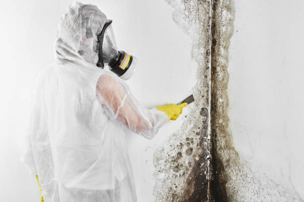 Best Commercial Mold Remediation in Dover, NJ