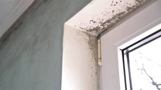 Best Post-Flood Mold Remediation in Dover, NJ