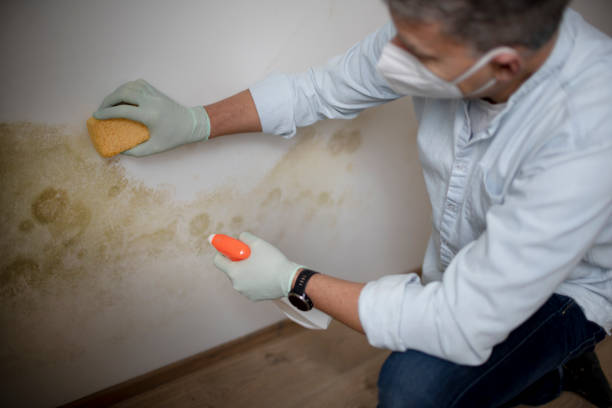 Best White Mold Remediation in Dover, NJ